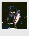 Portroids: Portroid of Chewbacca